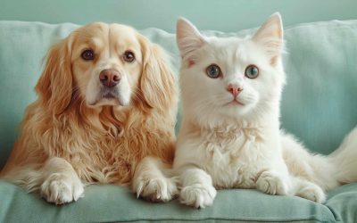 Les animaux de compagnie et l’acné : un lien méconnu ?