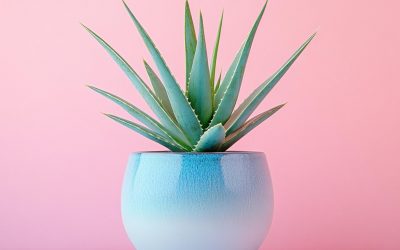 Pourquoi l’aloe vera est connu pour l’acné