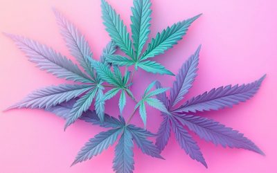 Acné et CBD : efficacité prouvée ou simple tendance ?